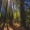 a forrest